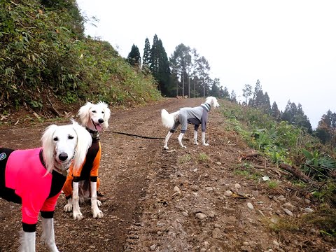 変わりゆく森🐾（Saluki）