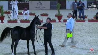 N 397 ADHAM AL YAMEEN   The 12th Local Breed Championship for Arabian Horses 2023   Yearling Colts S