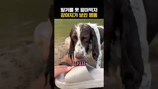 주인이 말귀를 못 알아먹자 강아지가 보인 행동