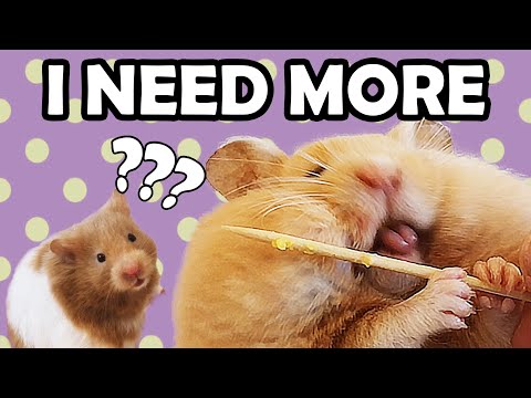 HAMSTER SKEWER CHALLENGE - Hamster Stuffing Cheek Pouches with Veggie Skewers