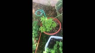 Gardening in Arizona- Growing Basil