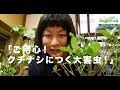 #75「ご用心！クチナシに付く大害虫！」
