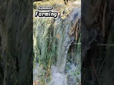 summer farming #kisan#farming #farmer Short video
