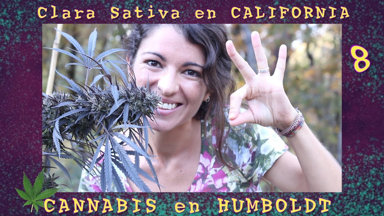 Cannabis en HUMBOLDT. Corazón del Triángulo Esmeralda - Clara Sativa en CALIFORNIA 8