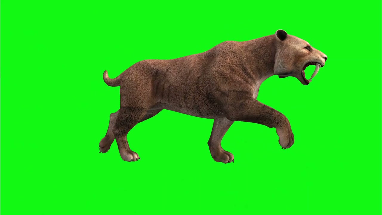 Green Screen Tiger Video Free Download | Green Screen Background Tiger