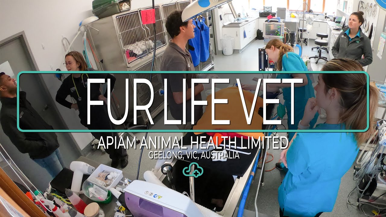 ezyVet Customer Story - APIAM Fur Life Vets, Geelong, VIC, Australia