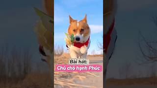 Bài hát chú chó hạnh phúc… #motcuclong #pet #dog