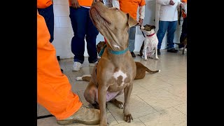 Dogs are the STAR inside Oklahoma prison