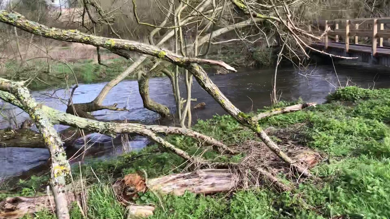 River Chess almost bursts it’s banks in Rickmansworth