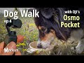 Thirsty Dog ...with DJI's Osmo Pocket #shorts