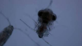 Liocarcinus larvae eats copepod