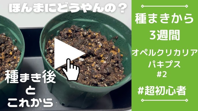 オペルクリカリア パキプスの種まきの その後とこれから 初心者なもんで Youtube オペルクリカリア パキプスの種まきの その後とこれから 初心者なもんで Youtube