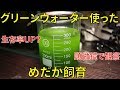 グリーンウォーターを使ったメダカ飼育Part1【アクアリウム水槽熱帯魚】