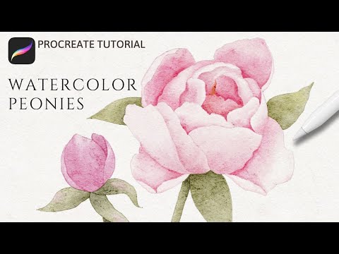 How To Paint Watercolor Peonies In Procreate