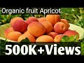 || Apricot(Chulli):A organic fruit of Kinnaur Himachal Pradesh||    ( KIbber kande vlog)
