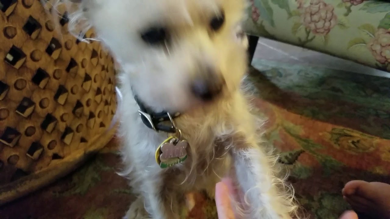 camera iphone 8 plus apk Jack