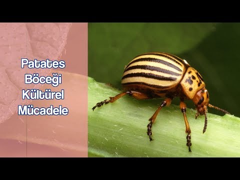 Video: Colorado Patates Böceği Halk Ilaçları Ile Mücadele