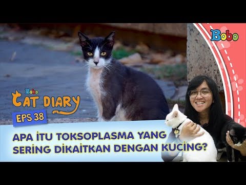 Kucing Lucu  -  Apa itu Toksoplasma yang Sering Dikaitkan dengan Kucing? - Bobo Cat Diary Eps 38