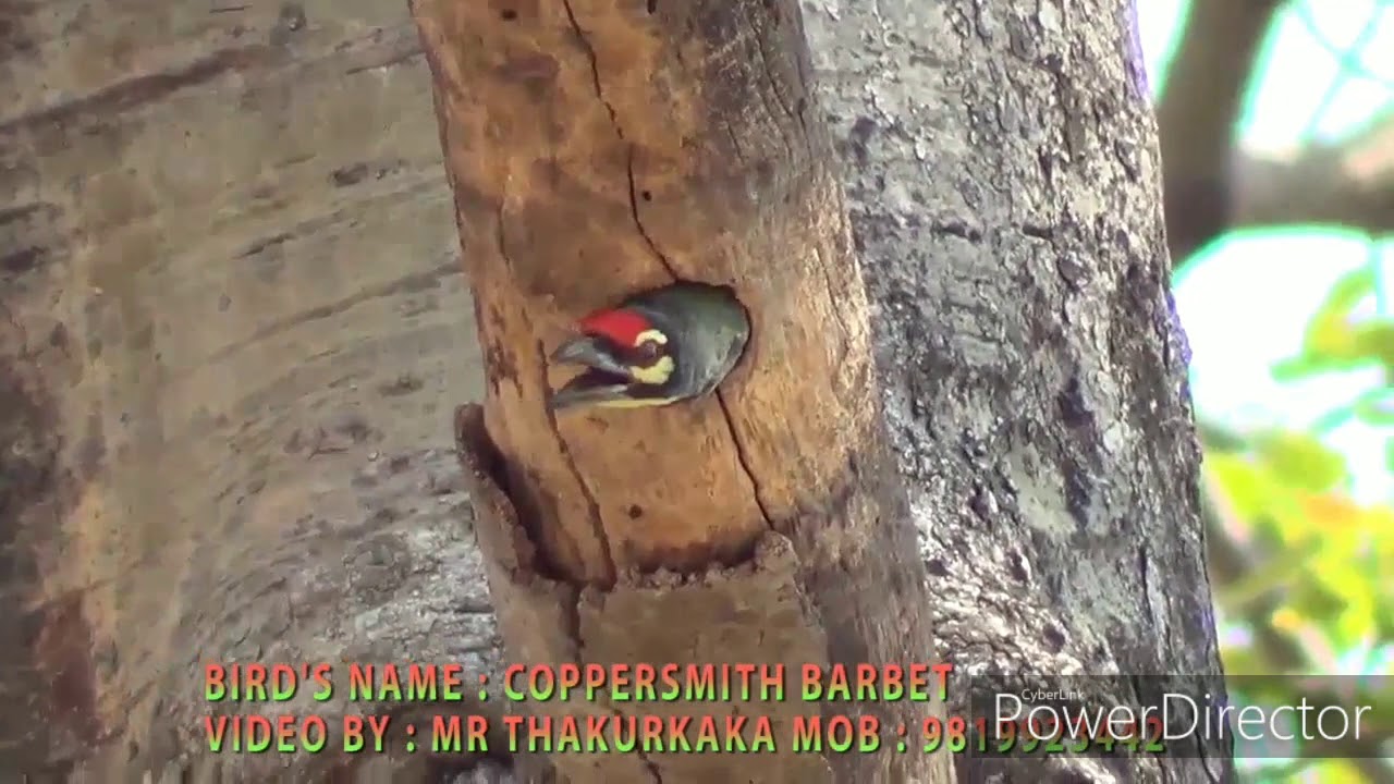 Coppersmith Barbet Final HD 720p 