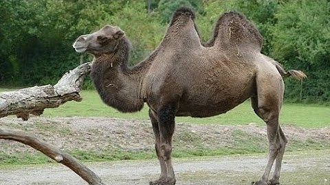 lý do nào mà lạc đà có thể sống sót trên sa mạc cằn cỗi, sự thật thú vị mà có thể bạn chưa biết.