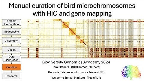 Manual Curation of Bird Microchromosomes using HiC (BGA24)
