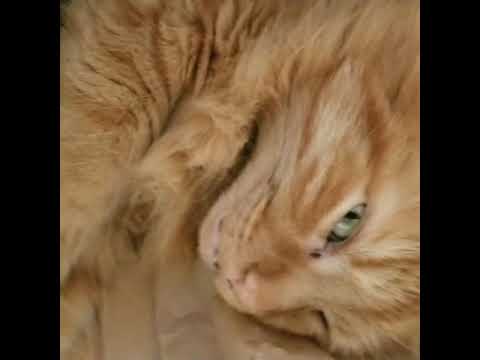Sleeps with his eyes open... shorts
