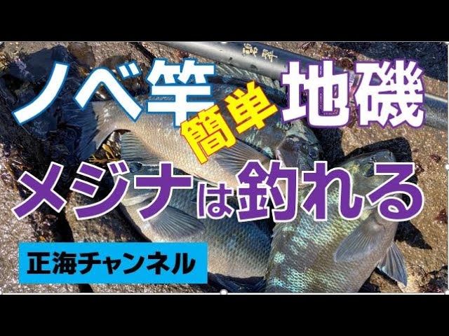 ノベ竿を使えばメジナは簡単に釣れる Youtube