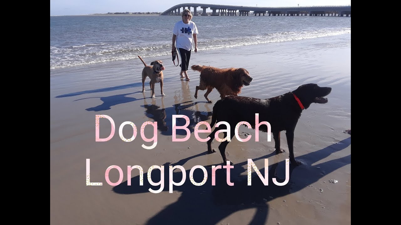 Dog Beach Longport New Jersey YouTube