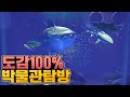 【모동숲】80마리 전부 기증한 『물고기 박물관🐟』