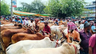 ৪/৫/২৪/কোথা থেকে নিয়ে আসলো এত বলদ গরু,বৃষ্টি না হয়েও, বৃষ্টির মতন আমদানি হল,ইন্ডিয়ান ওদেশি বলদ