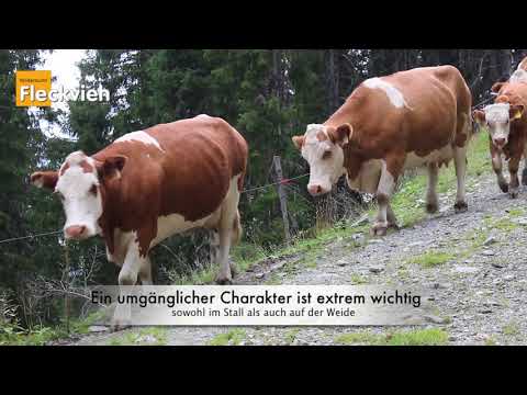Fleckviehbetrieb Hartl aus Saalfelden (Salzburger Land)