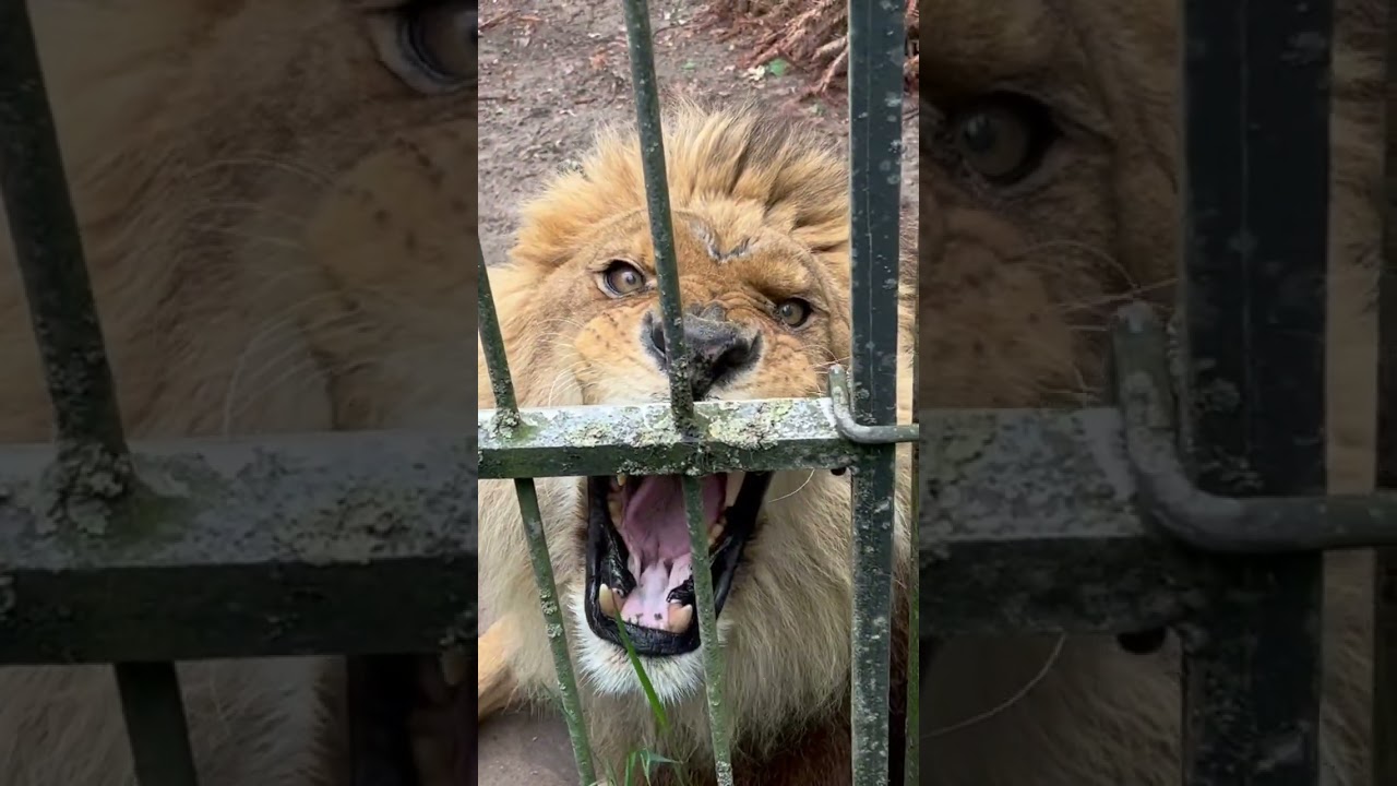 Brüllender Löwe MGM LION