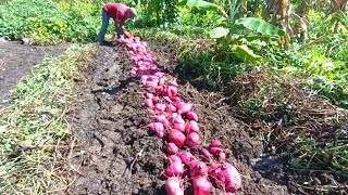 Incrível Colheita de Batata Doce Vejam só / Grande Colheita de Batata no Mini Sítio