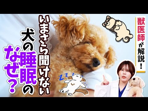 犬が目を開けて寝る理由5つ！安心できる正常行動と危険な病気の見分け方