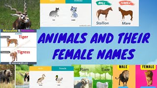 ANIMALS AND THEIR FEMALE NAMES