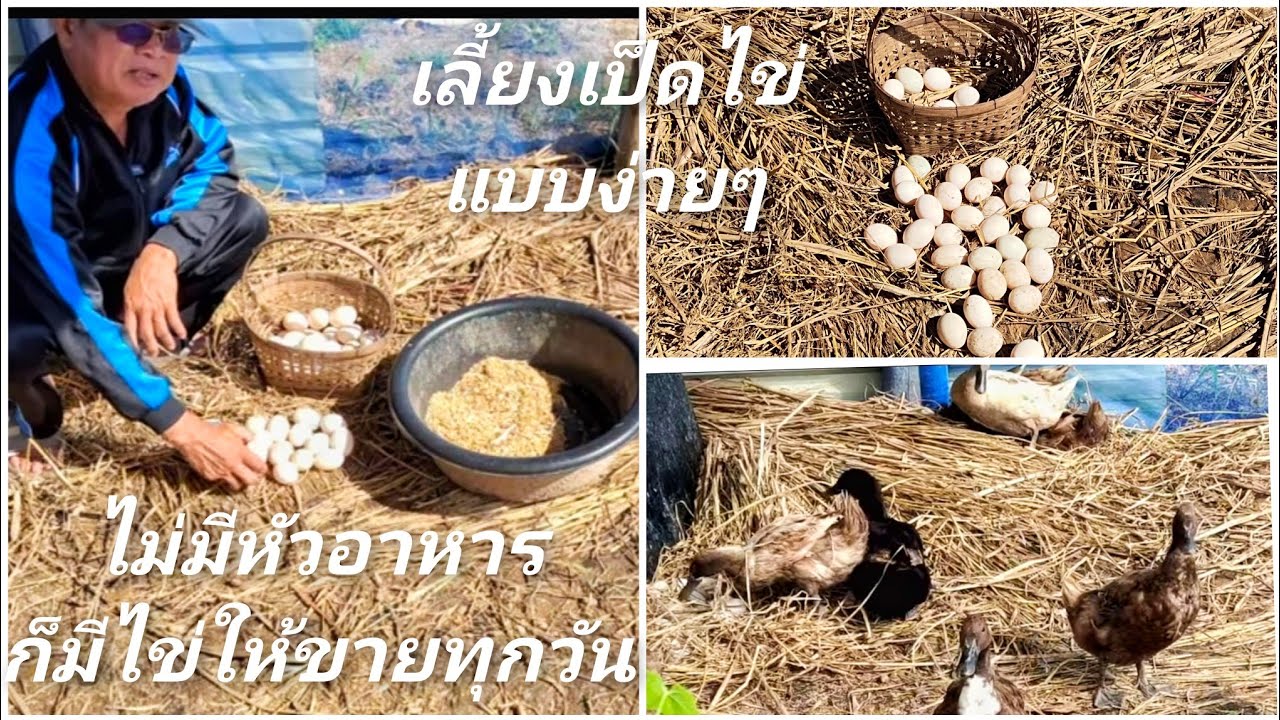 เลี้ยงเป็ดไข่แบบง่ายๆ ไม่ต้องซื้อหัวอาหารของนายทุน ก็มีไข่ให้ขายทุกวัน เพราะอะไรมาชมครับ