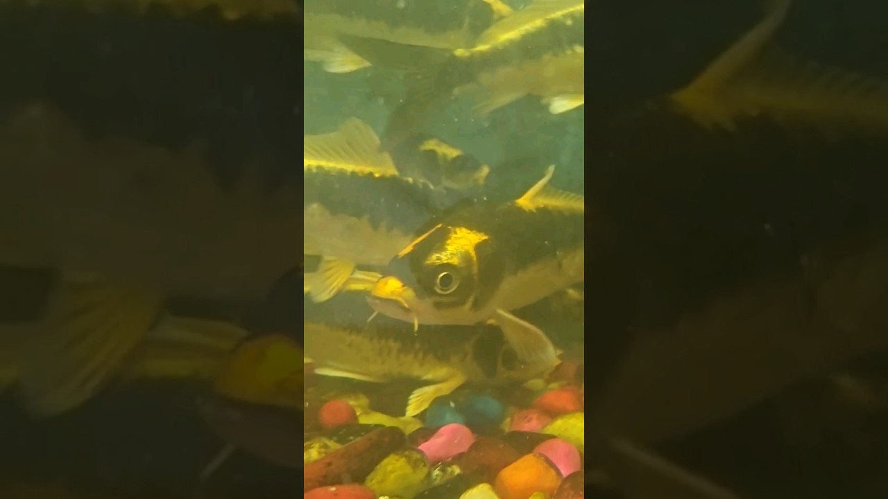 Beautiful fishes Aquarium fish marine life jalandhar Fair Punjab 