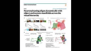 877-Neuronal Tuning Manifolds Across the Visual Hierarchy