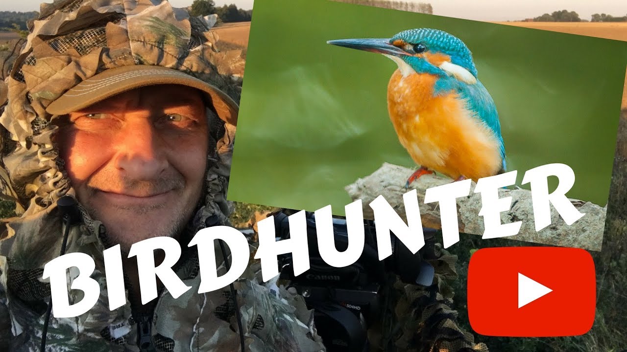 Kingfisher hunting fish