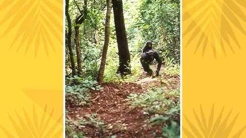 Release & Restitution Video by Project R&R, a campaign of NEAVS