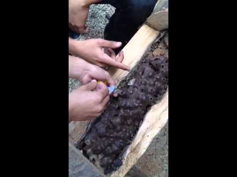 camera iphone 8 plus apk Apertura jobon miel melipona