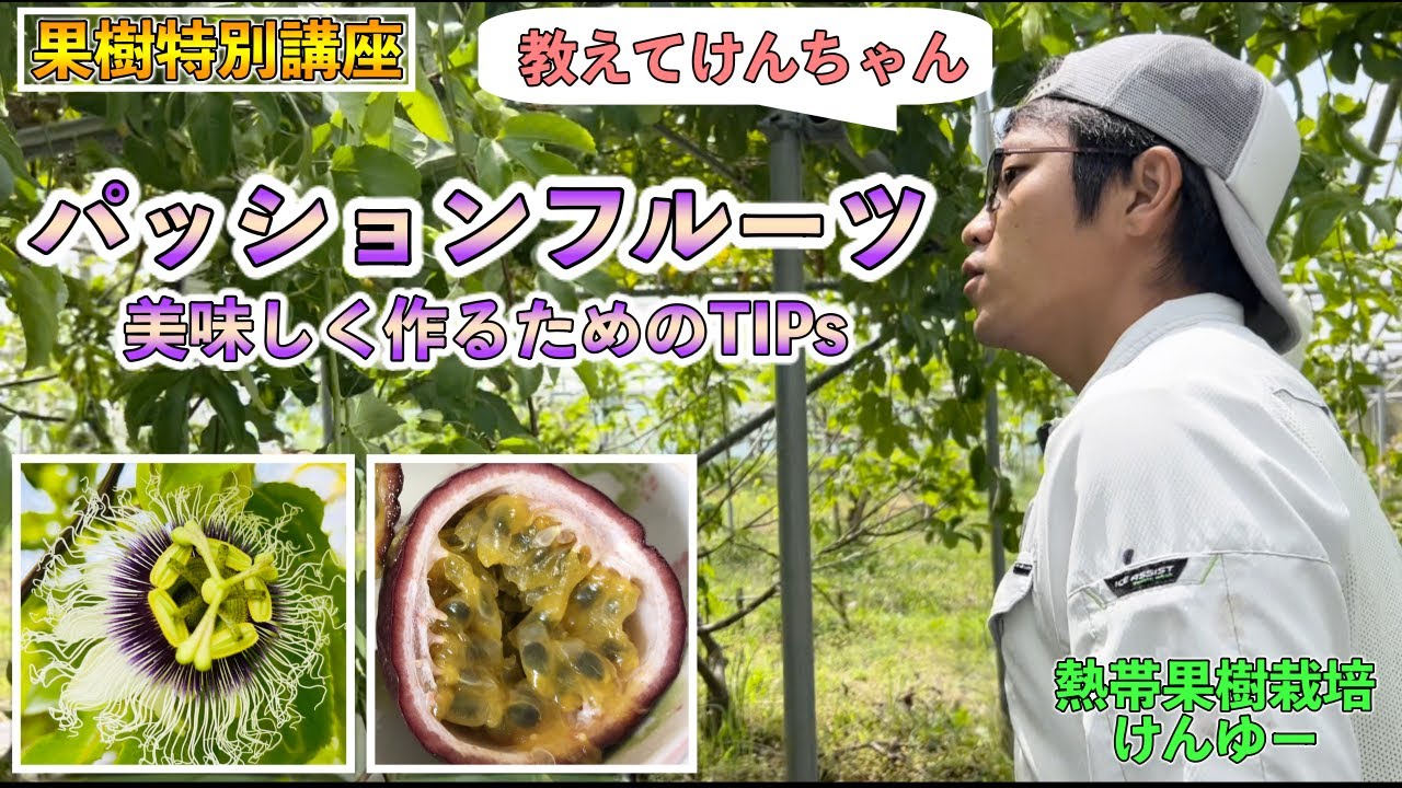 果樹講座 パッションフルーツ 品種や育て方 その他多くの雑学 シワが寄らない方が美味い理由は Youtube