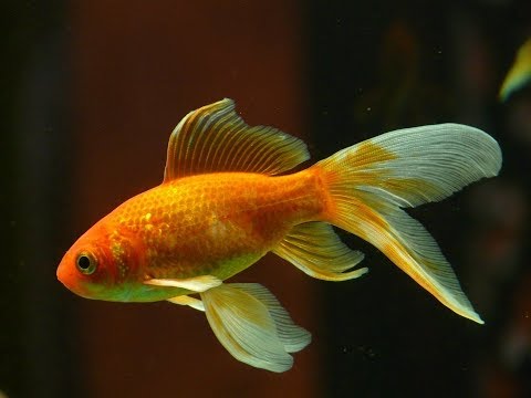 Video: Cómo Alimentar A Los Peces En Invierno: Lo Que No Enseñan En La Escuela