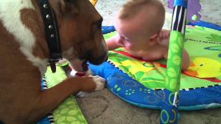 Bull Terrier and baby