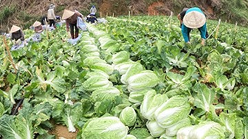 Thu hoạch BẮP CẢI THẢO và cách nấu bắp thảo đơn giản, ngon, lạ miệng của bà con nông dân Đà Lạt.