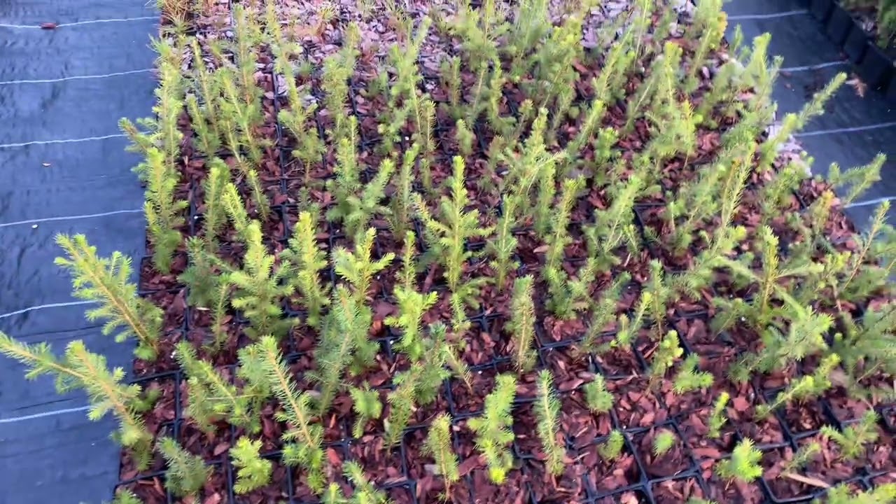 Conifer sale! Pre-orders for Spring 2025! Telegram link in