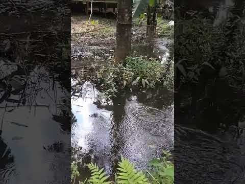 mancing ikan betik#shorts