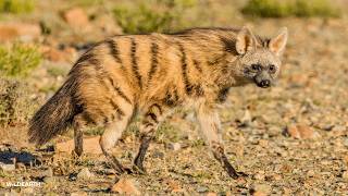 Hidden gems - SafariLIVE Sunset - 05 July 2026
