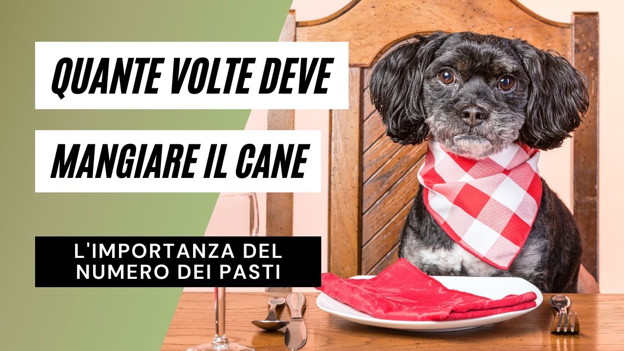 Андреа камиллери собака из терракоты. Educare. Il cane. Barking cat wanted the phone. Il cane.