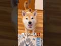 寂しがりや🐶#柴犬 #shibainu #shorts